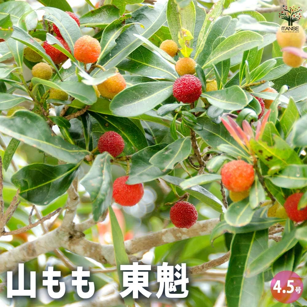 山もも 東魁 【果樹の苗木 4.5号／1個売り】｜ 【植物のITANSE