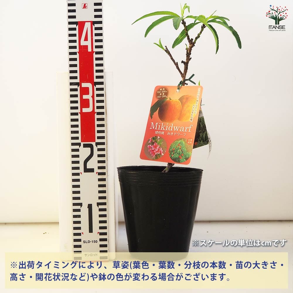 矮性桃 みきドワーフ 【果樹の苗木 5号／1個売り】｜ 【植物の