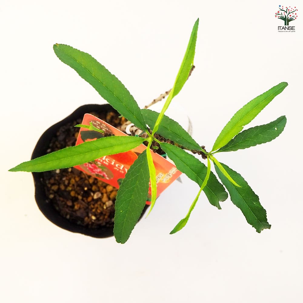 矮性桃 みきドワーフ 【果樹の苗木 5号／1個売り】｜ 【植物の
