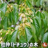杜仲の木 トチュウノキ 【花木苗 4号／1個売り】|植木・花木