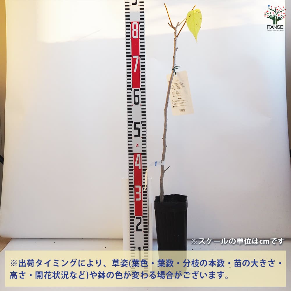 杜仲の木 トチュウノキ 【花木苗 4号／1個売り】｜ 【植物の