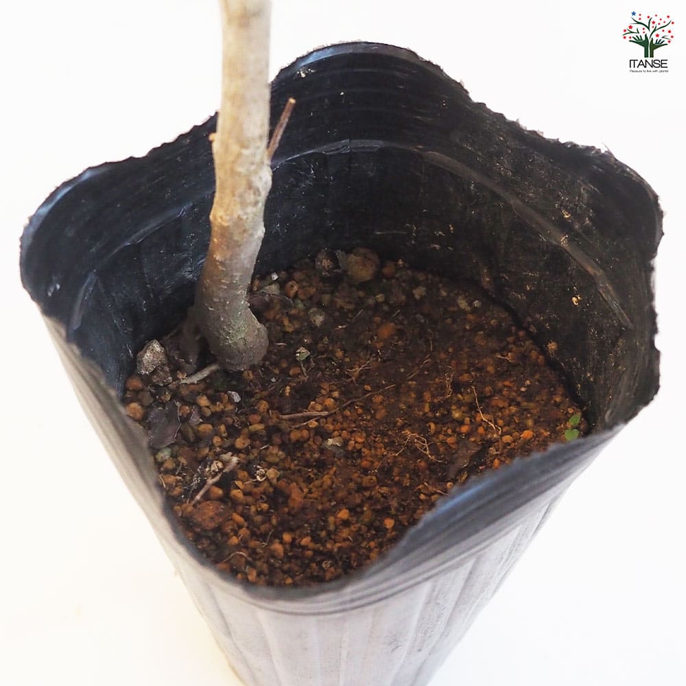 杜仲の木 トチュウノキ 【花木苗 4号／1個売り】｜ 【植物の