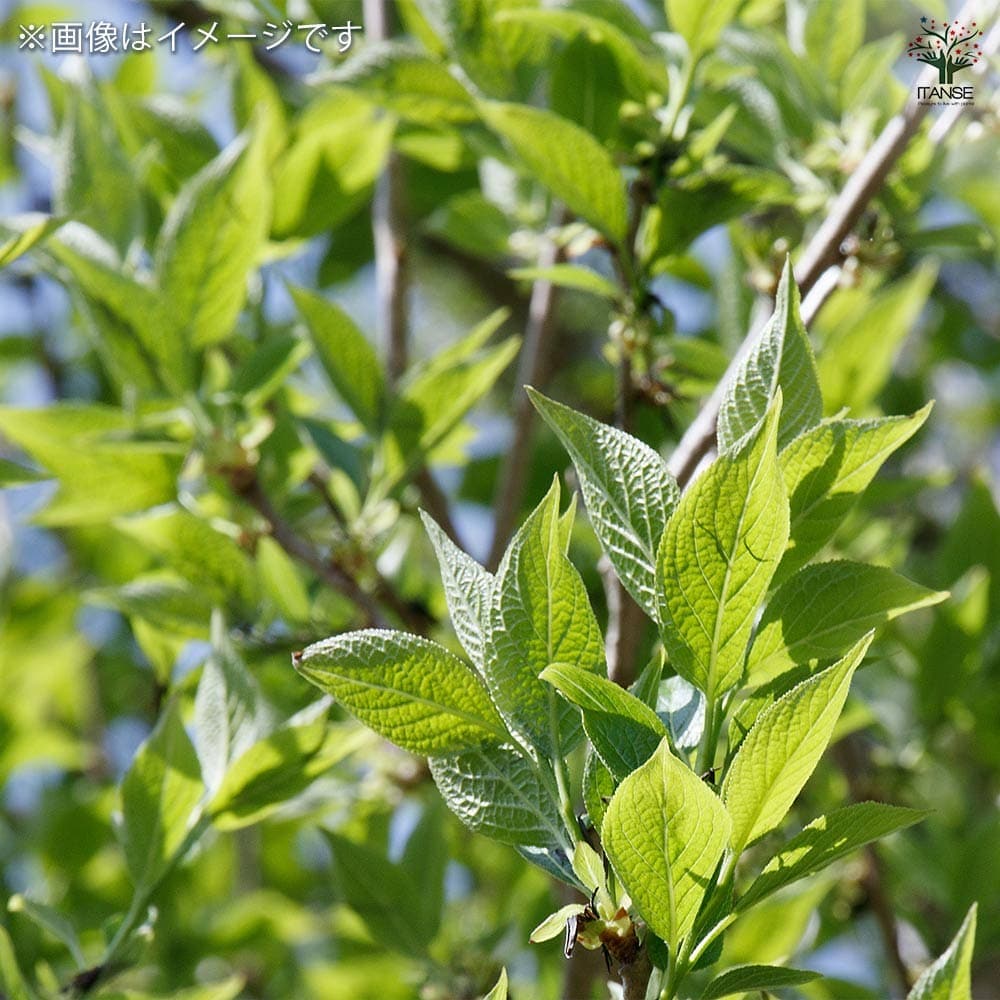杜仲の木 トチュウノキ 【花木苗 4号／1個売り】｜ 【植物の