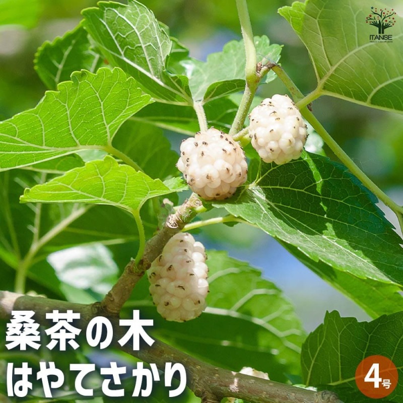 マルベリー（桑の実）の苗木 10本セット／農薬不使用 マルベリー（桑の実）