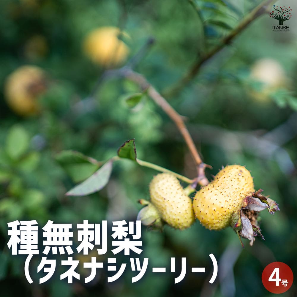 種無刺梨 タネナシツーリー 【花木苗 4号／1個売り】