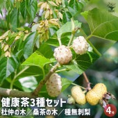 健康茶3種セット 杜仲の木・桑茶の木・種無刺梨 【花木苗 4号／1個売り】|植木・花木