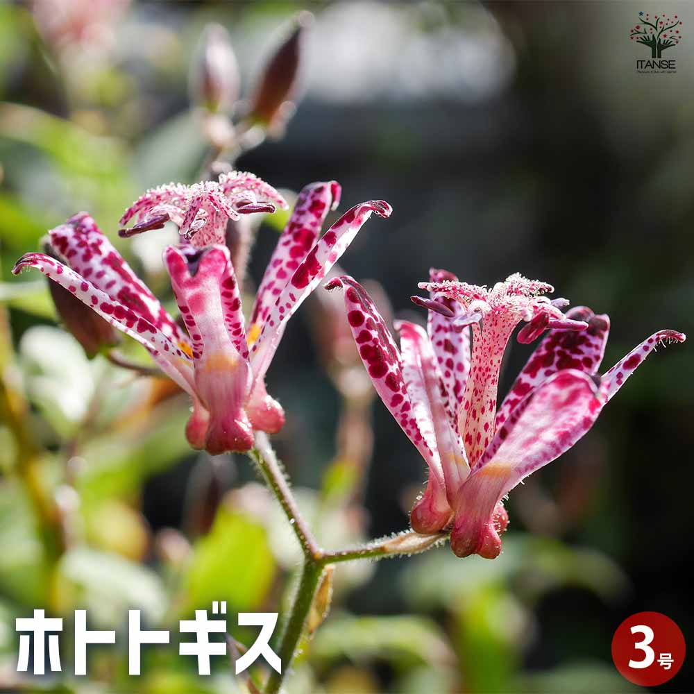 ホトトギス 【花苗 3号】｜ 【植物のITANSE】全品送料無料・即出荷!