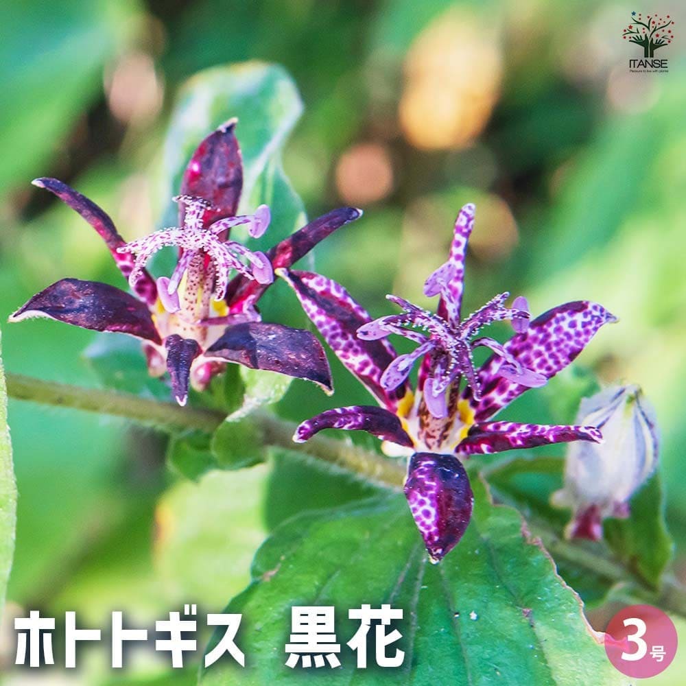 ホトトギス 黒花 【花苗 3号】｜ 【植物のITANSE】全品送料無料