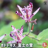 ホトトギス 富士の雪 【花苗 3号】|花苗