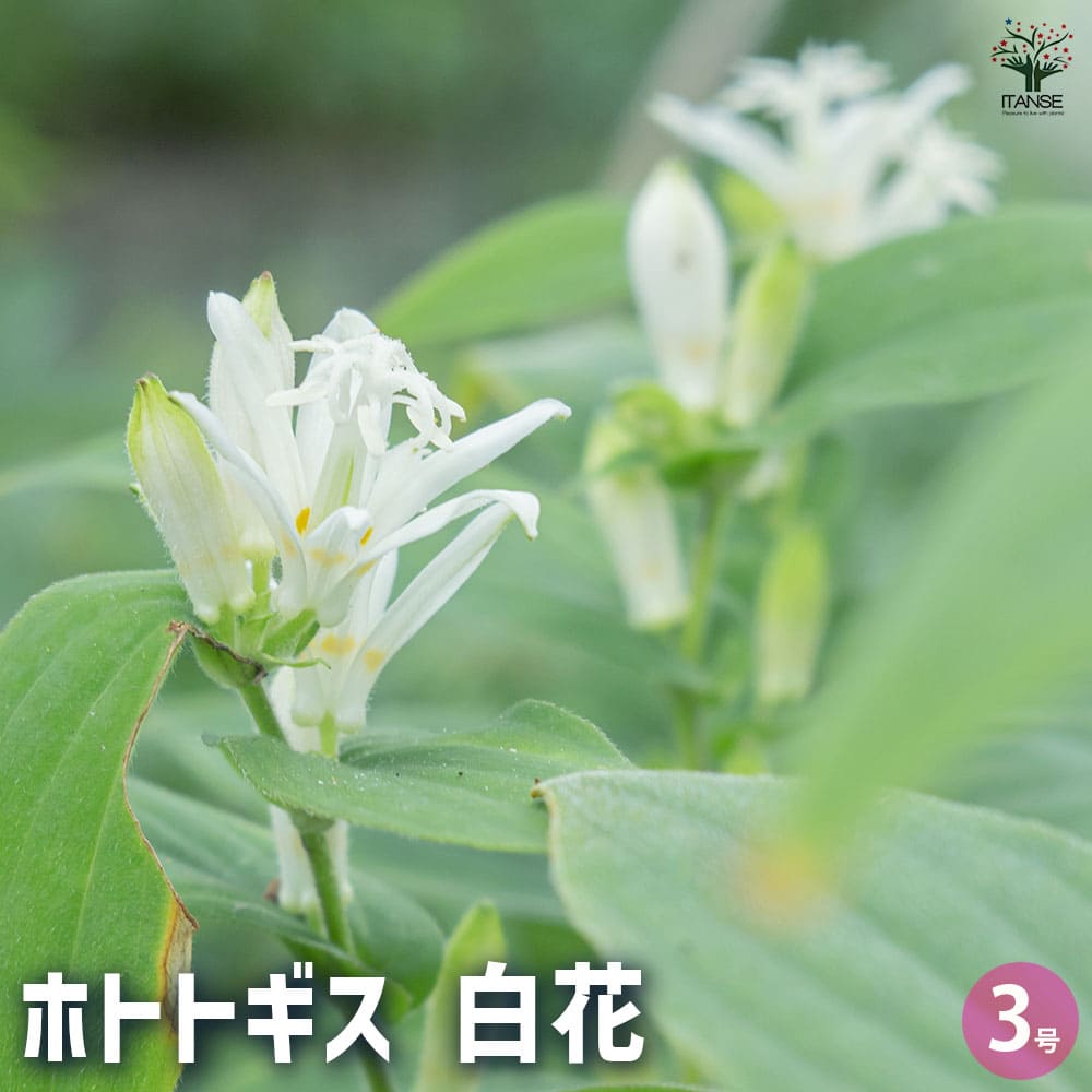 ホトトギス 白花 【花苗 3号】| 【植物のITANSE】全品送料無料 ホトトギス 白花 【花苗 3号】| 【植物のITANSE】全品送料無料