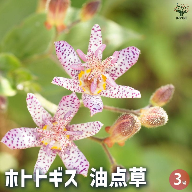 センペルビウム 品種MIX見計らい 【多肉植物 3号】｜ 【植物の