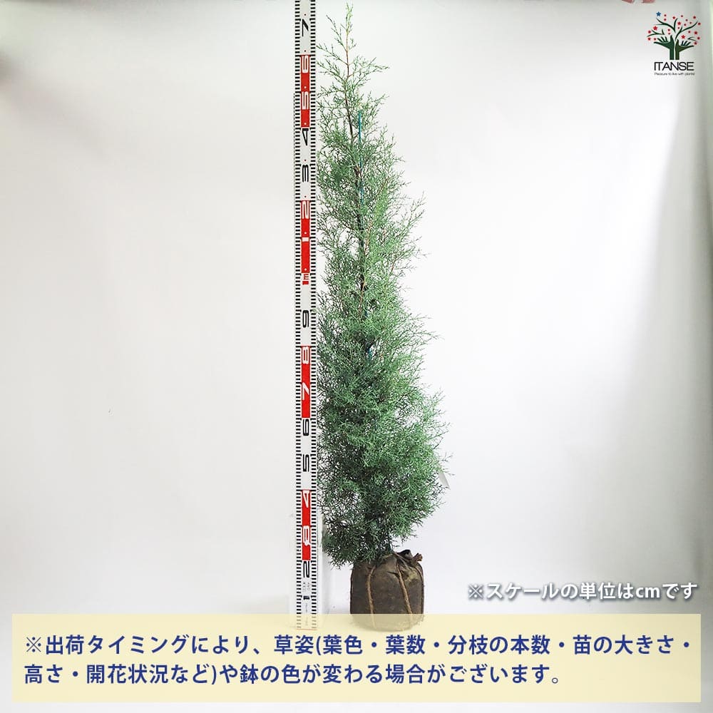 ブルーアイス 苗 200cm?綺麗な葉色 シルバーブルー 大型優良株