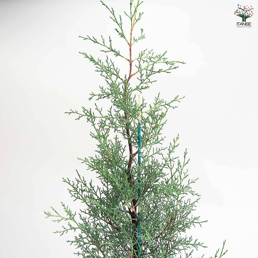 コニファー ブルーアイス 根巻き 【庭木 7号／1個売り】｜ 【植物の