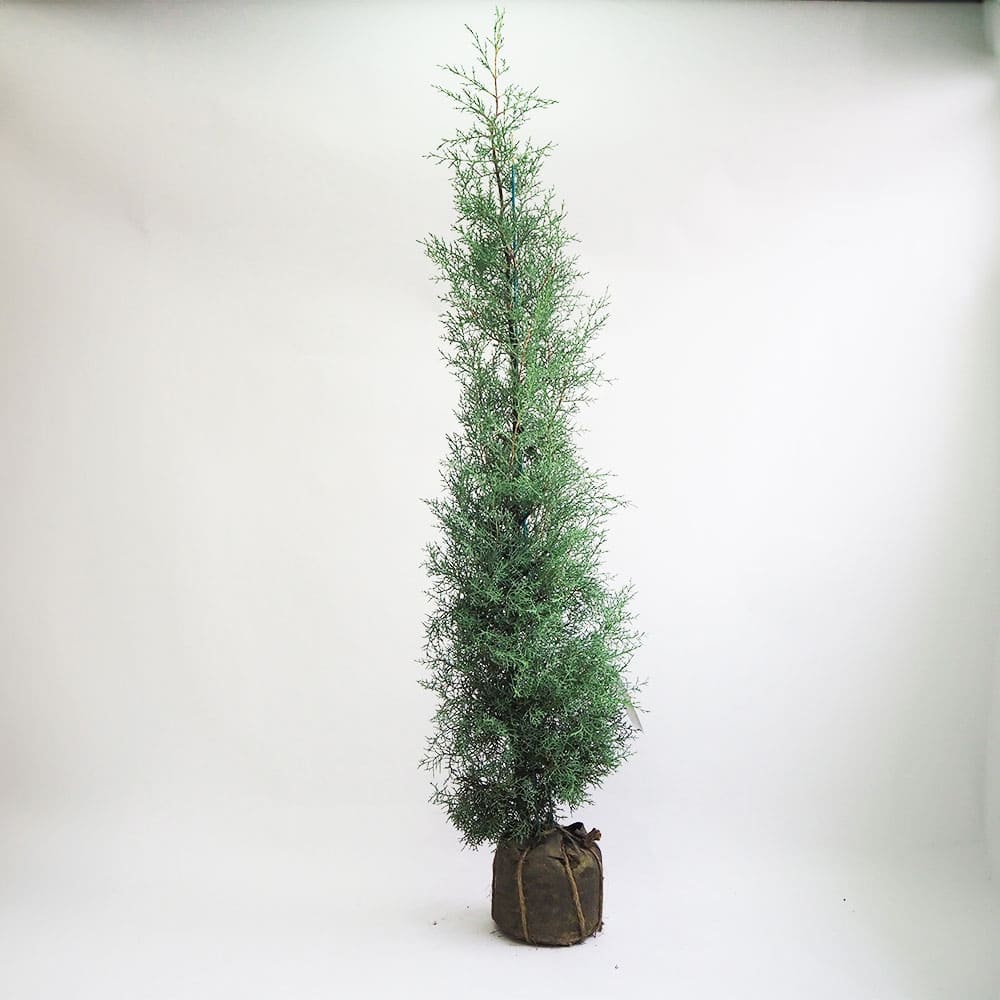 コニファー ブルーアイス 根巻き 【庭木 7号／1個売り】｜ 【植物の