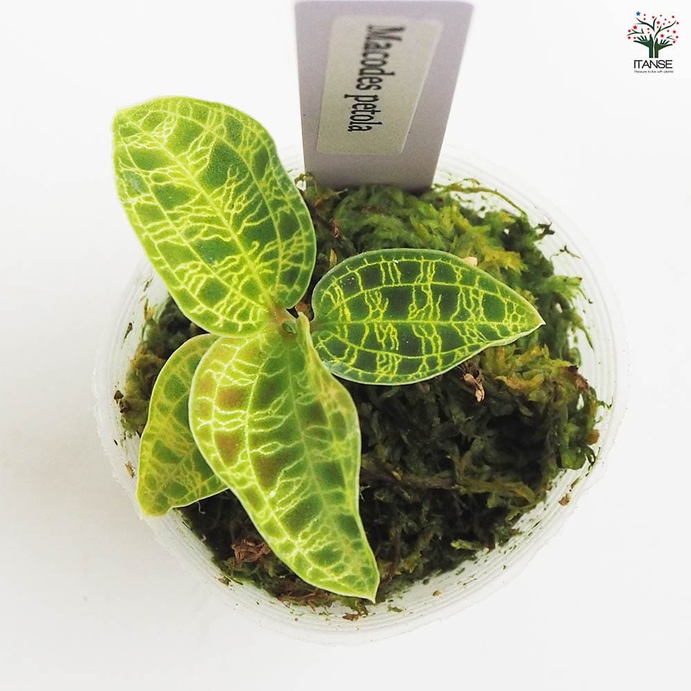 観葉植物 マコデス ペトラ 【観葉植物 2号】｜ 【植物の