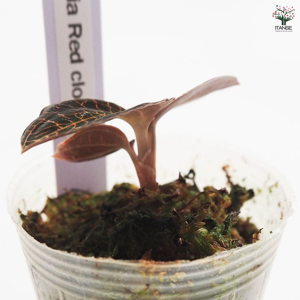 観葉植物 マコデス ルディシア レッドクラウド 【観葉植物 2号