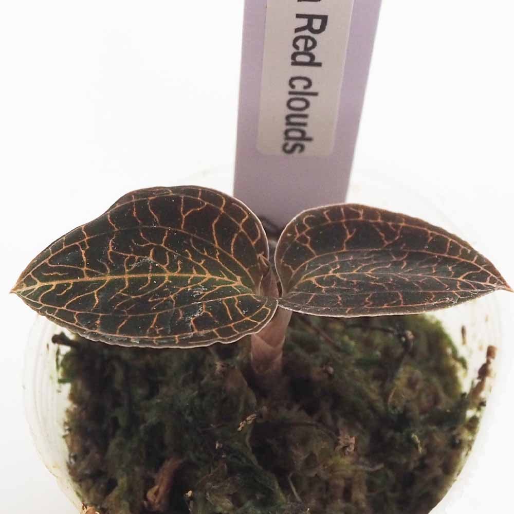 観葉植物 マコデス ルディシア レッドクラウド 【観葉植物 2号】