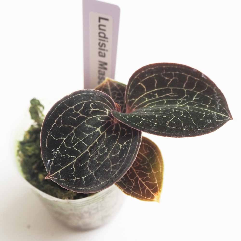 観葉植物 マコデス マスコット 【観葉植物 2号】