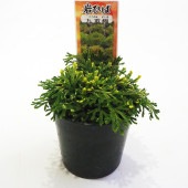 観葉植物 イワヒバ 九重錦 【観葉植物 2.5号／1個売り】|観葉植物