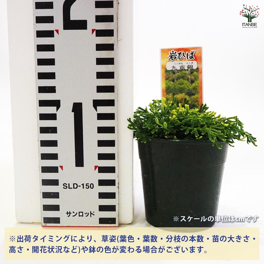 イワヒバ1年苗 50株(抜き苗) [岩ヒバ 岩檜葉 岩松 盆栽]