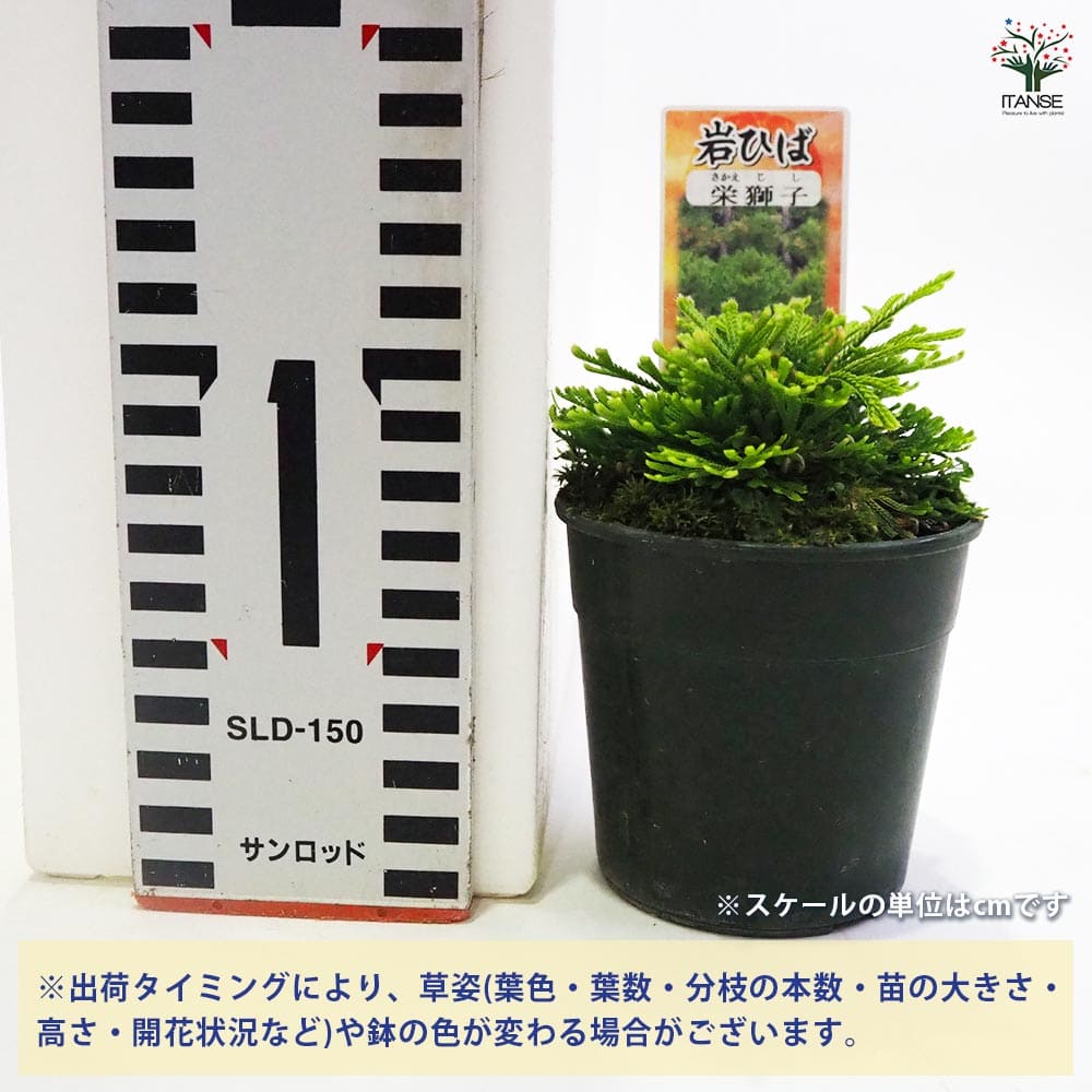 観葉植物 イワヒバ 栄獅子 【観葉植物 2.5号／1個売り