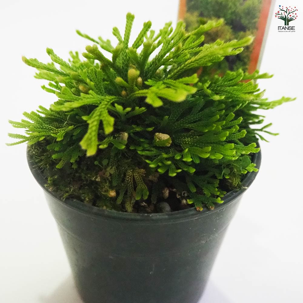 盆栽イワヒバ【栄獅子】 観葉植物 イワヒバ 栄獅子 【観葉植物 2.5号／1個売り