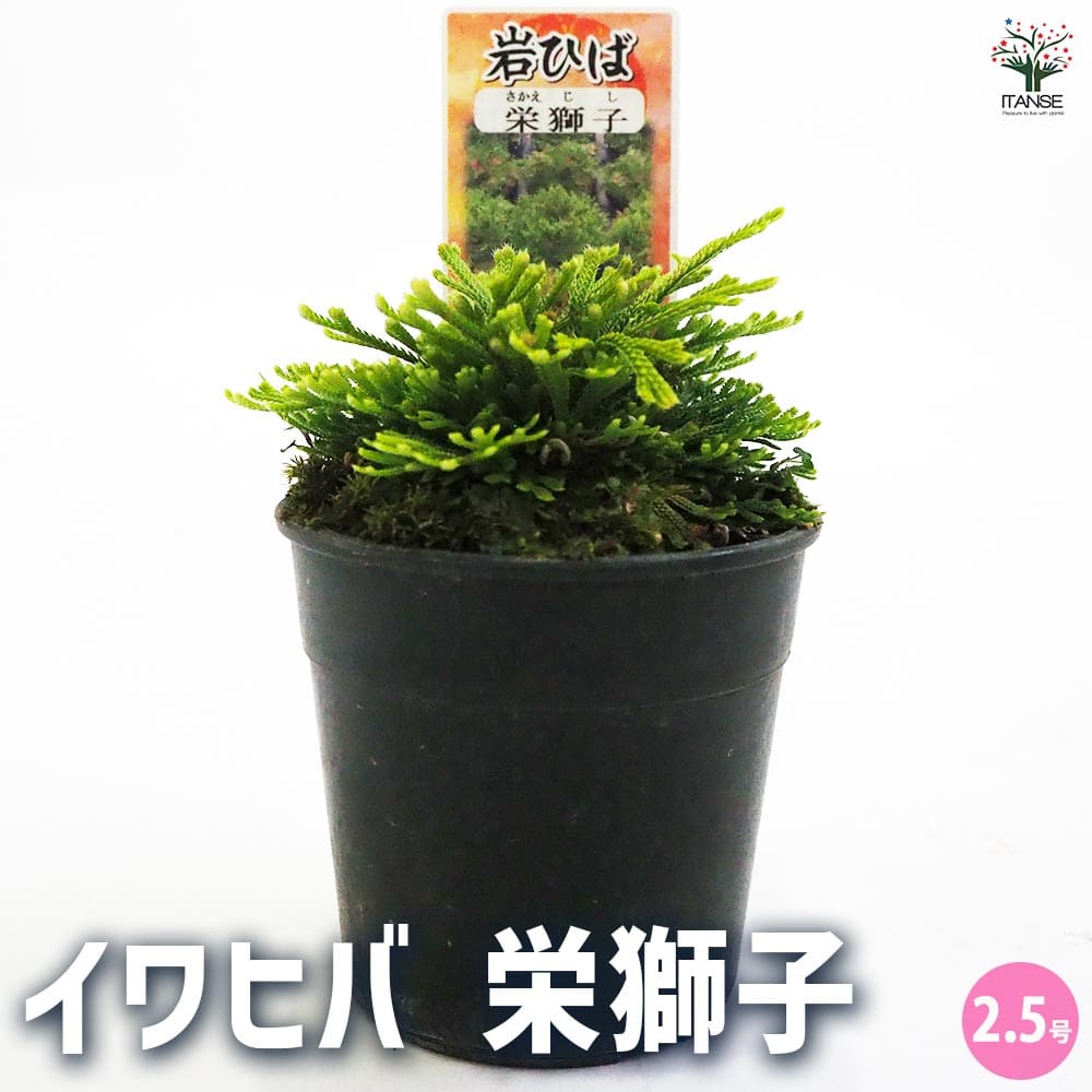 盆栽イワヒバ【栄獅子】 イワヒバ:栄獅子（サカエジシ）2.5号ポット の通販 | 園芸ネット