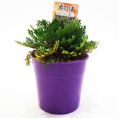 観葉植物 イワヒバ 紅孔雀 【観葉植物 2.5号／1個売り】|観葉植物
