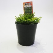 観葉植物 イワヒバ 天乙女 【観葉植物 2.5号／1個売り】|観葉植物