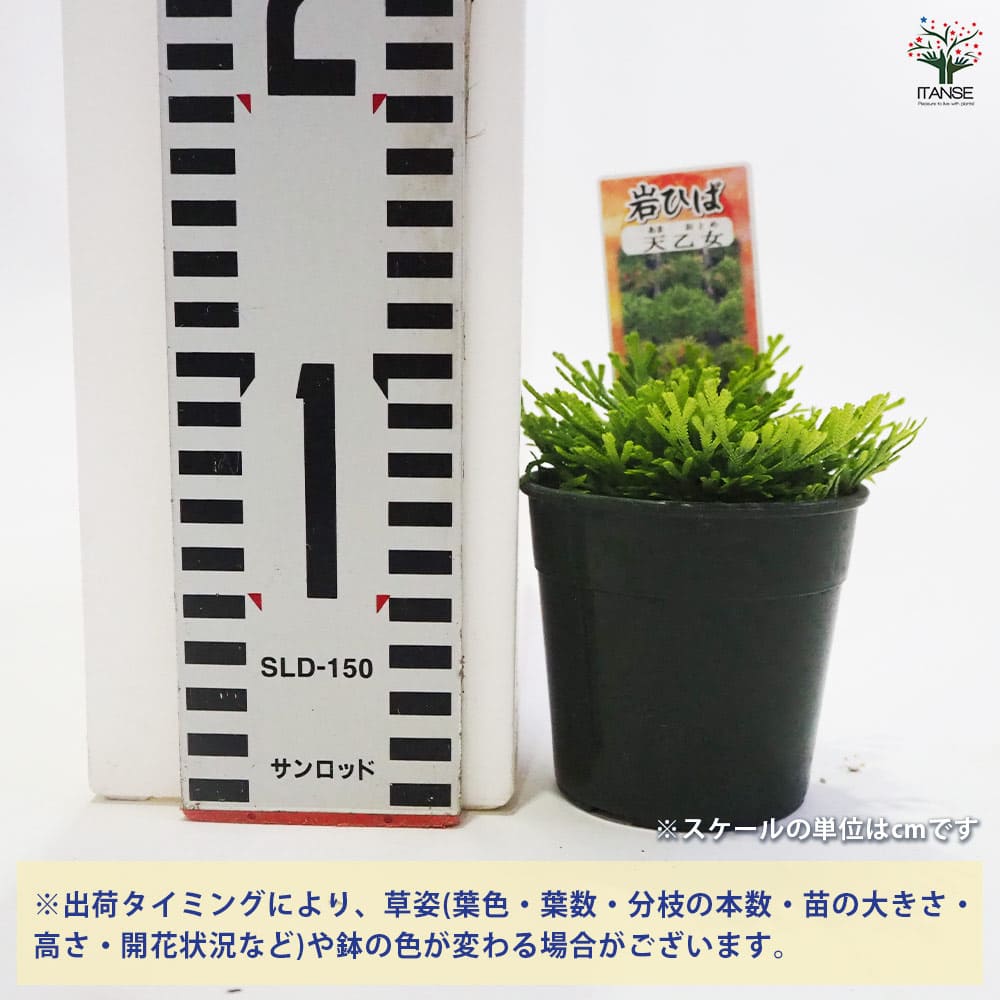 名品イワヒバ（24個まとめて）① 名品イワヒバ（24個まとめて） Yahoo!オークション -「イワヒバ