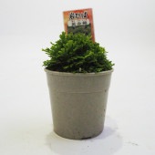 観葉植物 イワヒバ 黄金錦 【観葉植物 2.5号／1個売り】|観葉植物