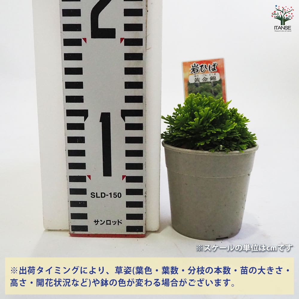 観葉植物 イワヒバ 黄金錦 【観葉植物 2.5号/1個売り】| 【植物の 観葉植物 イワヒバ 黄金錦 【観葉植物 2.5号/1個売り】| 【植物の