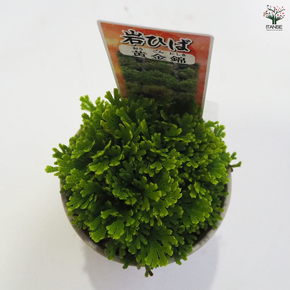 観葉植物 イワヒバ 黄金錦 【観葉植物 2.5号／1個売り】｜ 【植物の