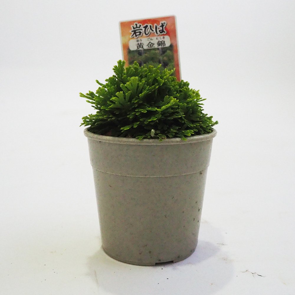 岩ヒバ 観葉植物 イワヒバ 黄金錦 【観葉植物 2.5号／1個売り】｜ 【植物の