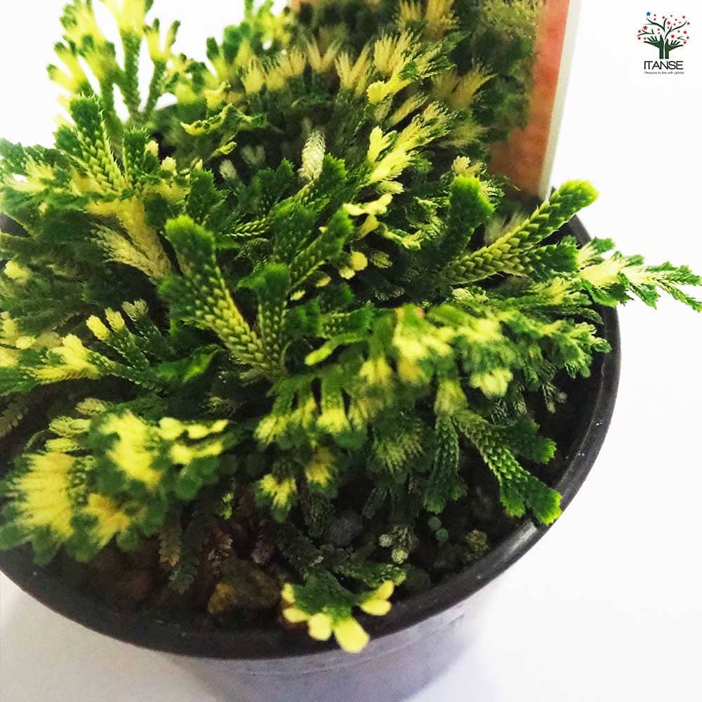 観葉植物 イワヒバ 綾錦 【観葉植物 2.5号／1個売り】｜ 【植物の