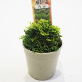 観葉植物 イワヒバ 白寿 【観葉植物 2.5号／1個売り】|観葉植物