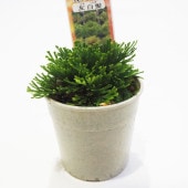 観葉植物 イワヒバ 友白髪 【観葉植物 2.5号／1個売り】|観葉植物