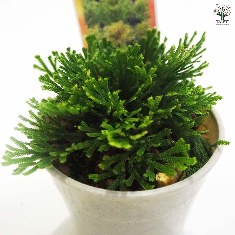 名品イワヒバ（24個まとめて）②