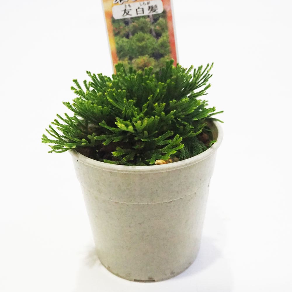 観葉植物 イワヒバ 友白髪 【観葉植物 2.5号／1個売り】