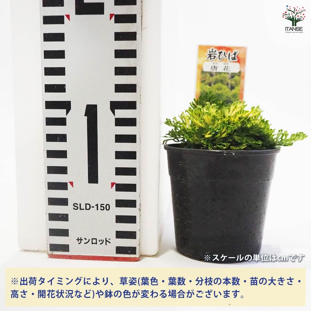 観葉植物 イワヒバ 唐花 【観葉植物 2.5号／1個売り】｜ 【植物の