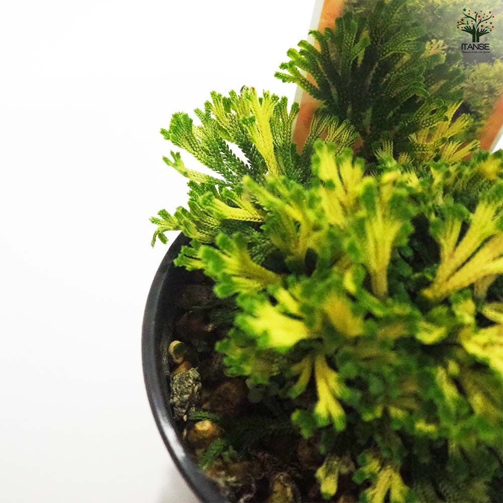 観葉植物 イワヒバ 唐花 【観葉植物 2.5号／1個売り】｜ 【植物の