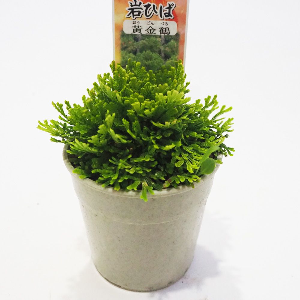 観葉植物 イワヒバ 黄金鶴 【観葉植物 2.5号／1個売り】