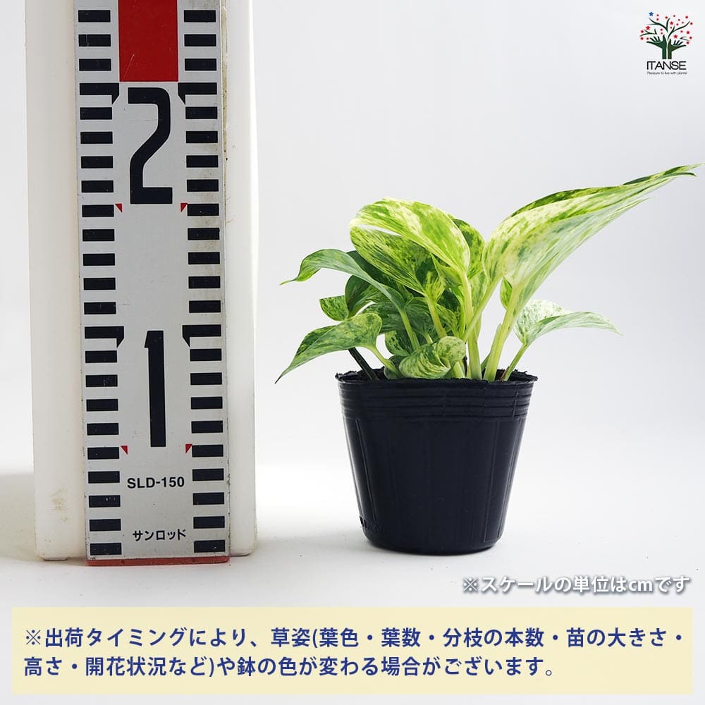 ポトス マーブルクイーン 【観葉植物 3号】｜ 【植物のITANSE