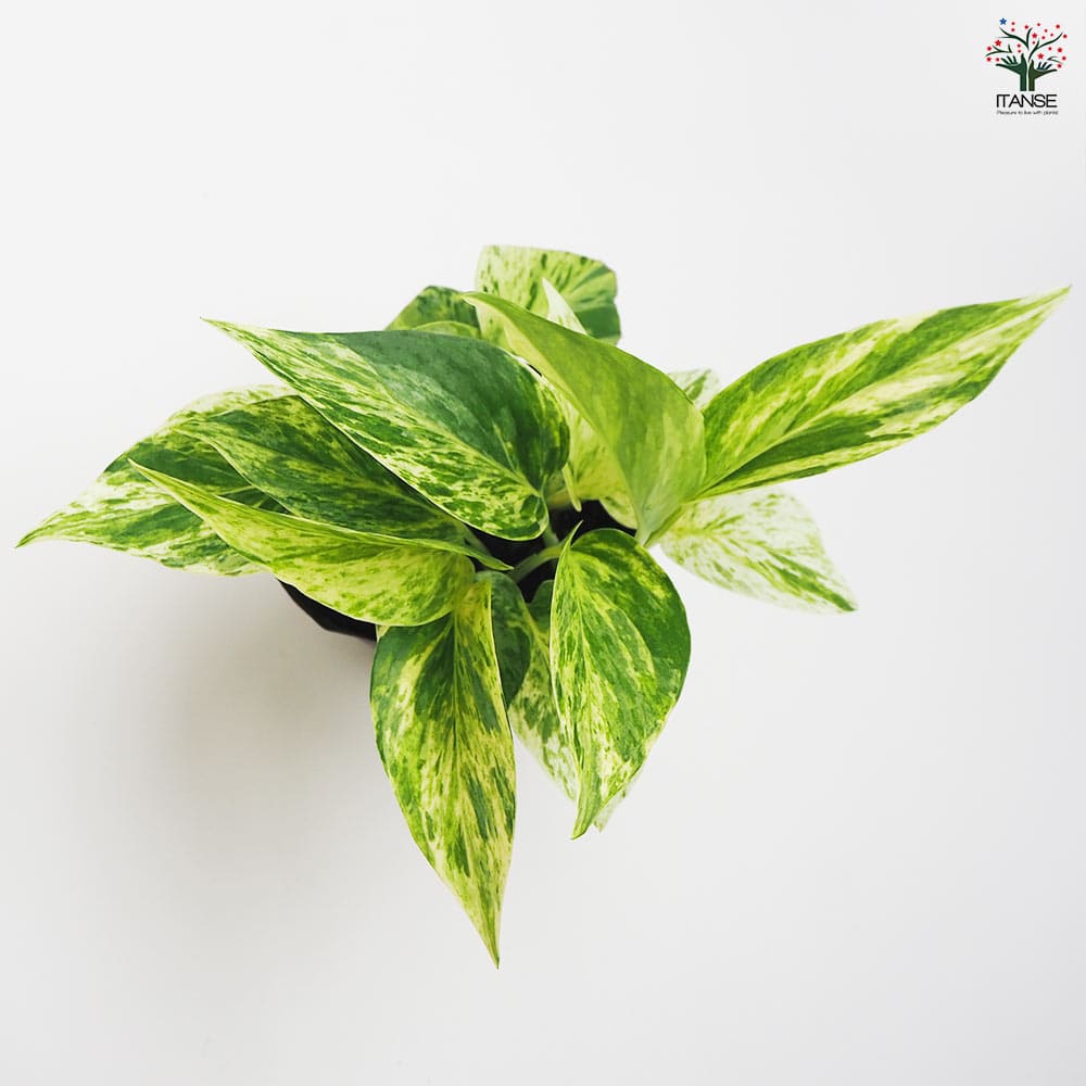 ポトス マーブルクイーン 【観葉植物 3号】｜ 【植物のITANSE