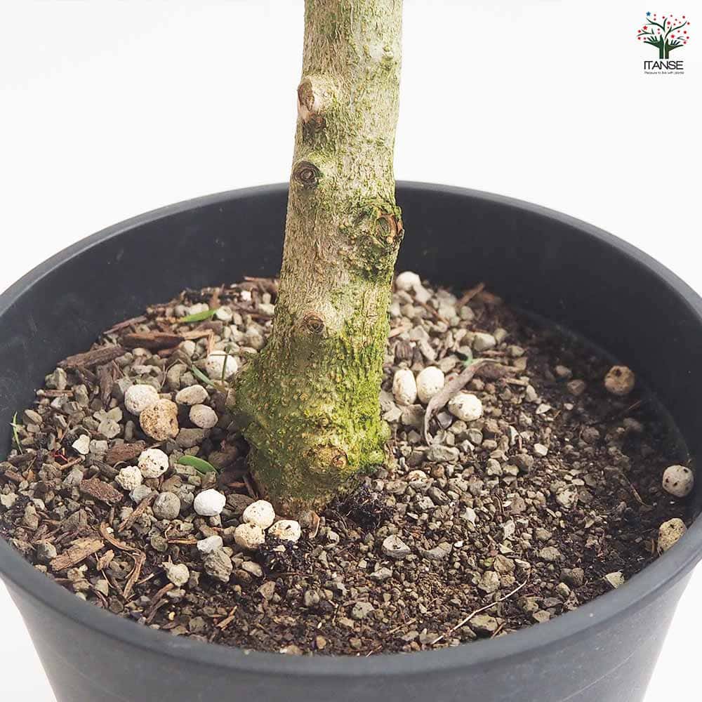 オリーブ コレッジョラ 【果樹の苗木 7号／1個売り】｜ 【植物の