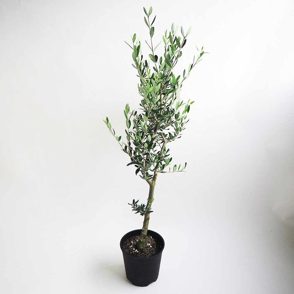 オリーブの木　コレッジョラ　10号　約180cm　K-184　一点物 オリーブの木コレッジョラ10号約180cmK-184一点物