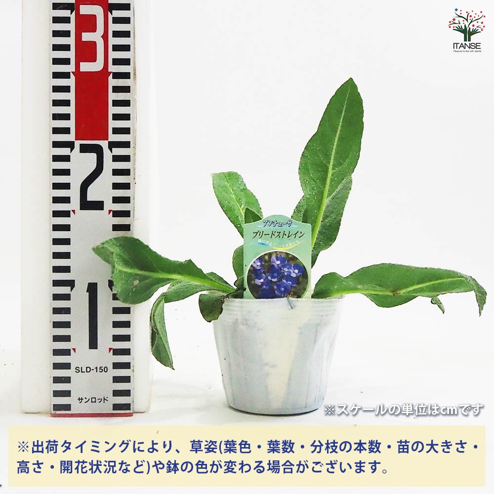 あんず出品‼️知否3代　チフォ花顔　群生苗 アンチューサ プリードストレイン 【花苗 3.5号】｜ 【植物の
