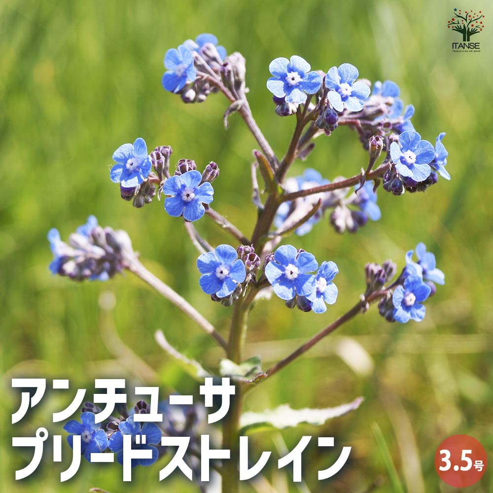 アンチューサ プリードストレイン 【花苗 3.5号】｜ 【植物の