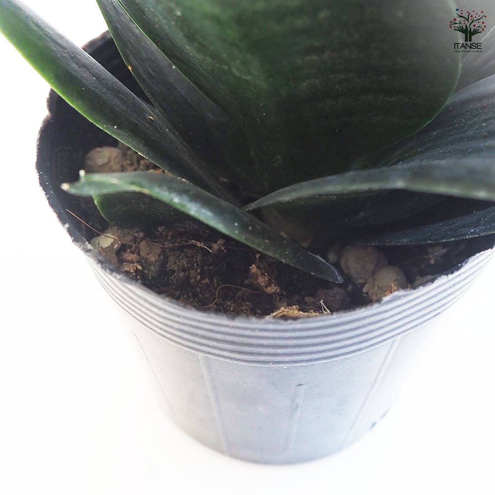 サンスベリア ブラックドラゴン 【観葉植物 3.5号】｜ 【植物の