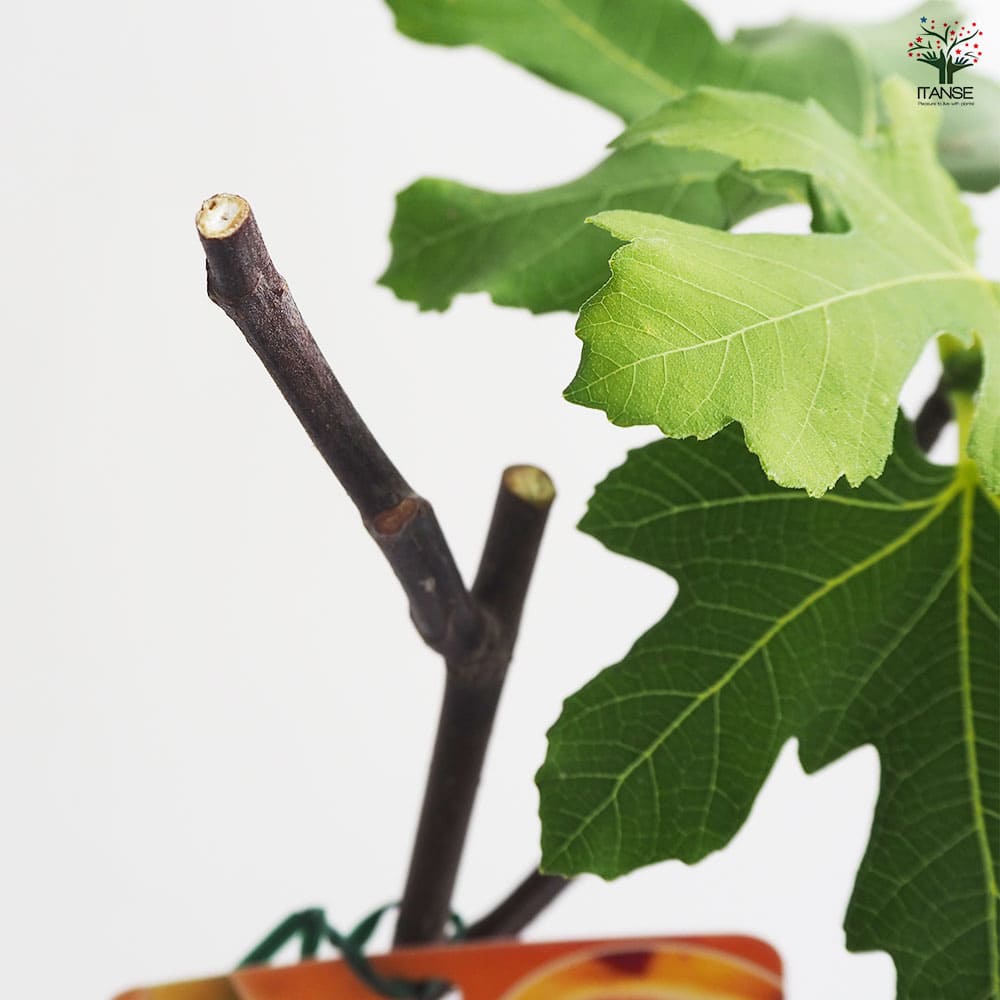 Tashkentイチジク いちじく 穂木 苗 Tashkentイチジク いちじく 穂木 苗